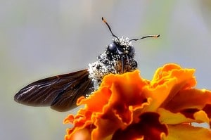 Abeille charpentière - Carpenter bee