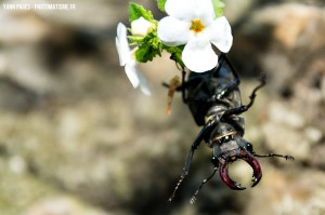 Scarabée - Lucane cerf-volant